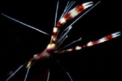 eye to eye with a two banded cleaner shrimp by Mona Dienhart 